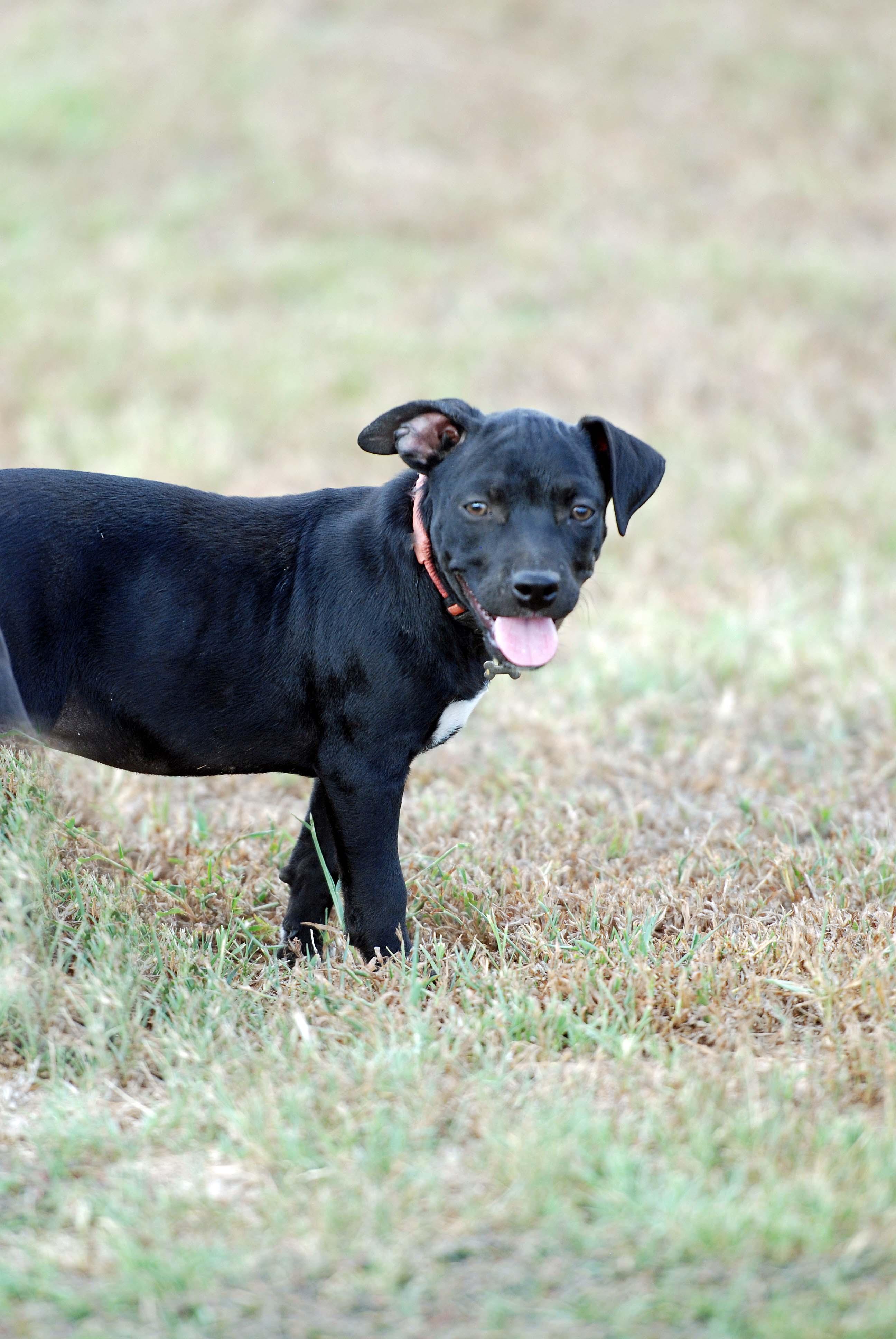 Enlarge Truffles, a Adoptable mixed breed in Madisonville, TX image 2/4