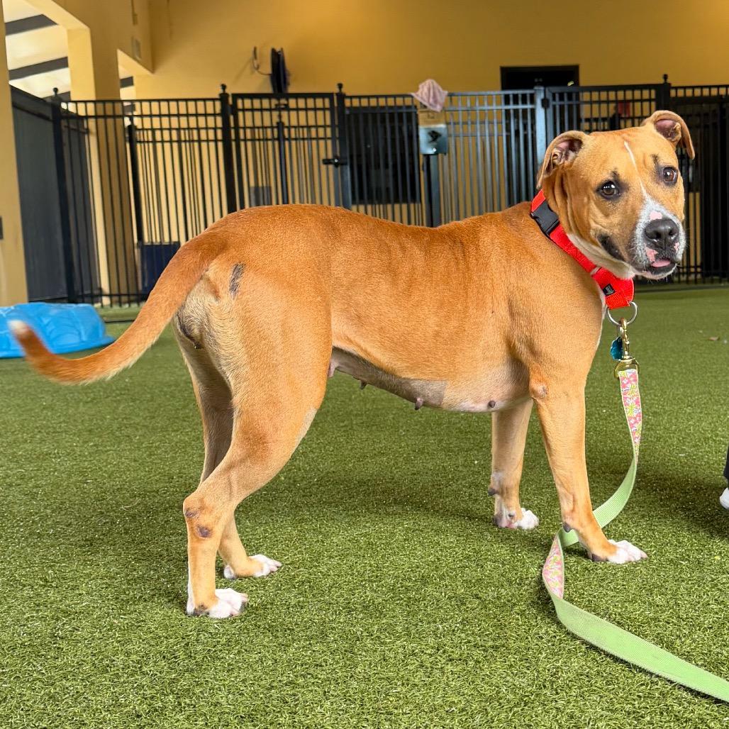 Enlarge Ember, a Adoptable mixed breed in West Palm Beach, FL image 1/5