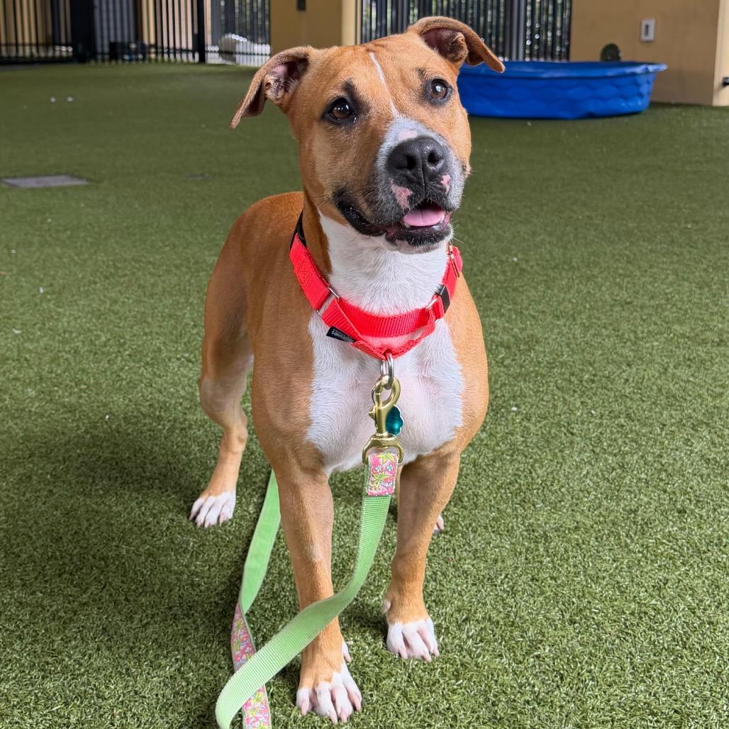 Enlarge Ember, a Adoptable mixed breed in West Palm Beach, FL image 2/5