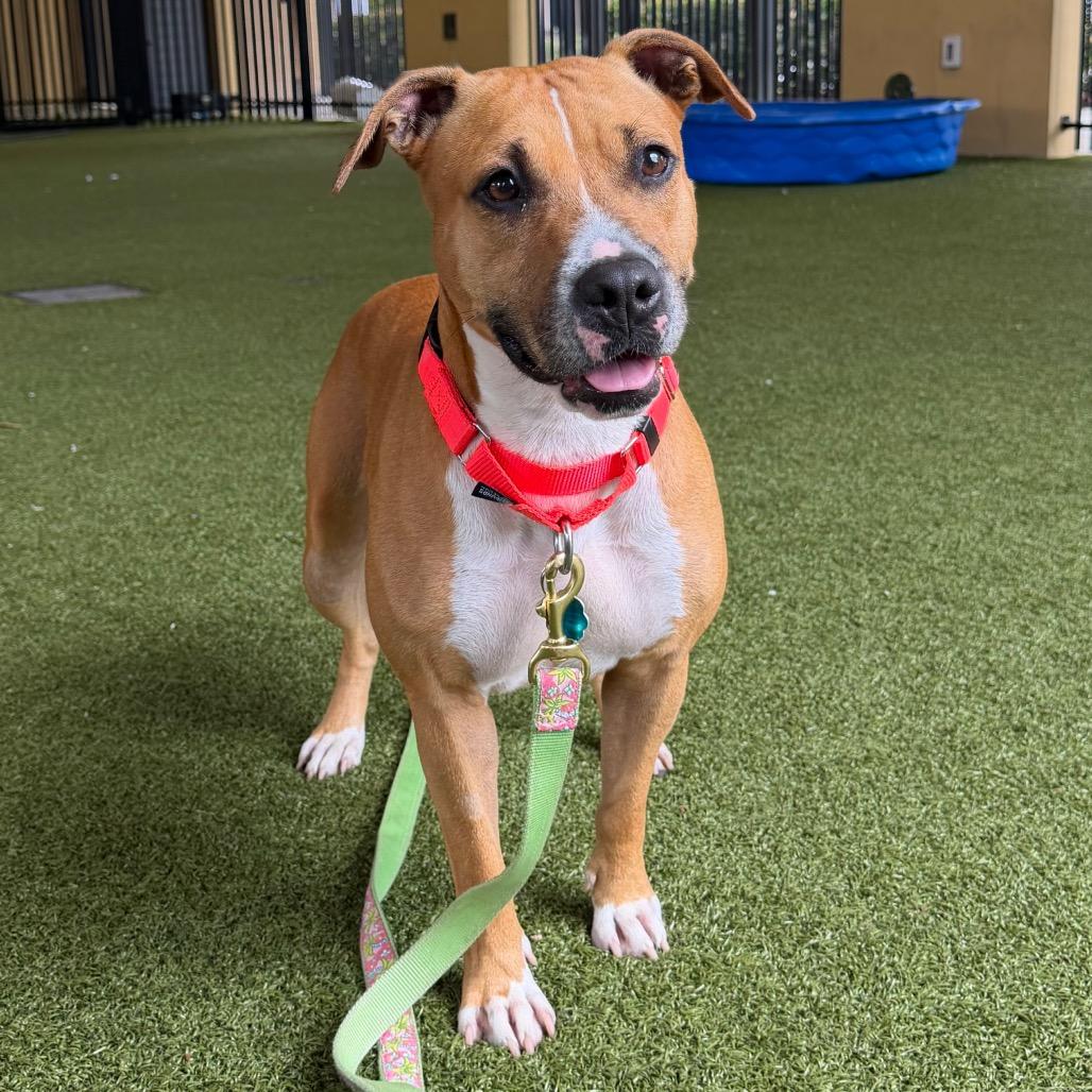 Enlarge Ember, a Adoptable mixed breed in West Palm Beach, FL image 3/5