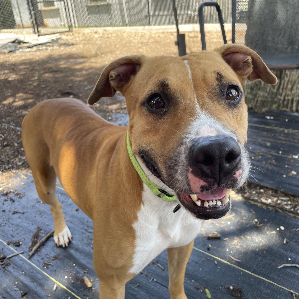 Enlarge Ember, a Adoptable mixed breed in West Palm Beach, FL image 4/5