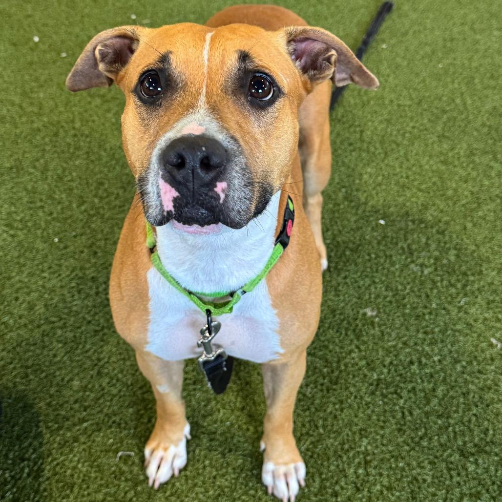 Enlarge Ember, a Adoptable mixed breed in West Palm Beach, FL image 5/5