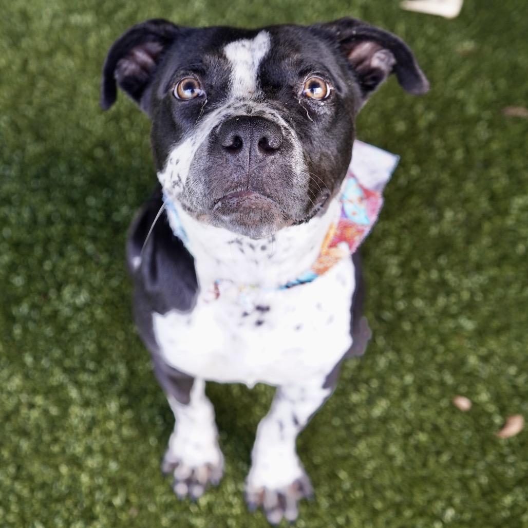 Papaya — thumbnail 2