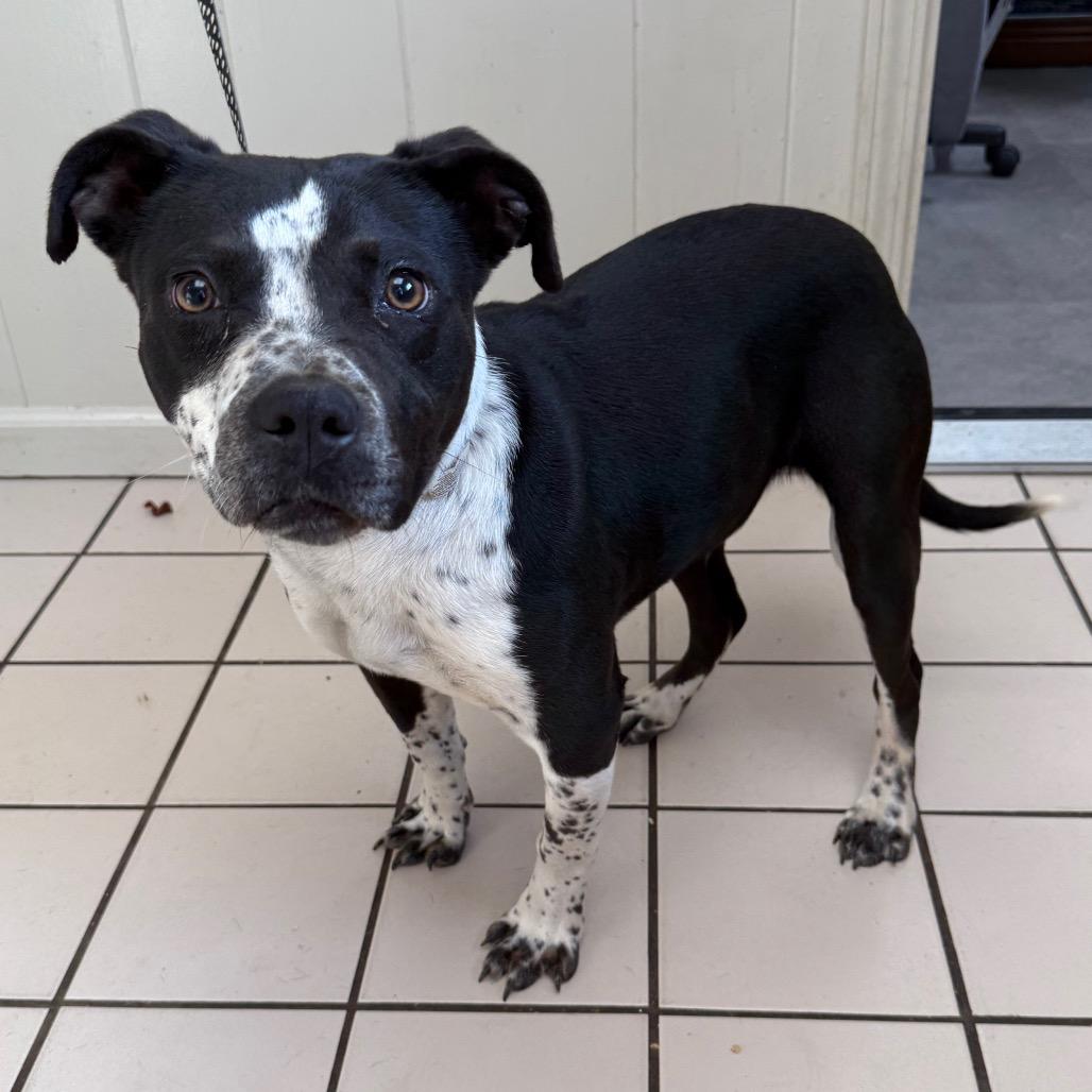 Papaya — thumbnail 3