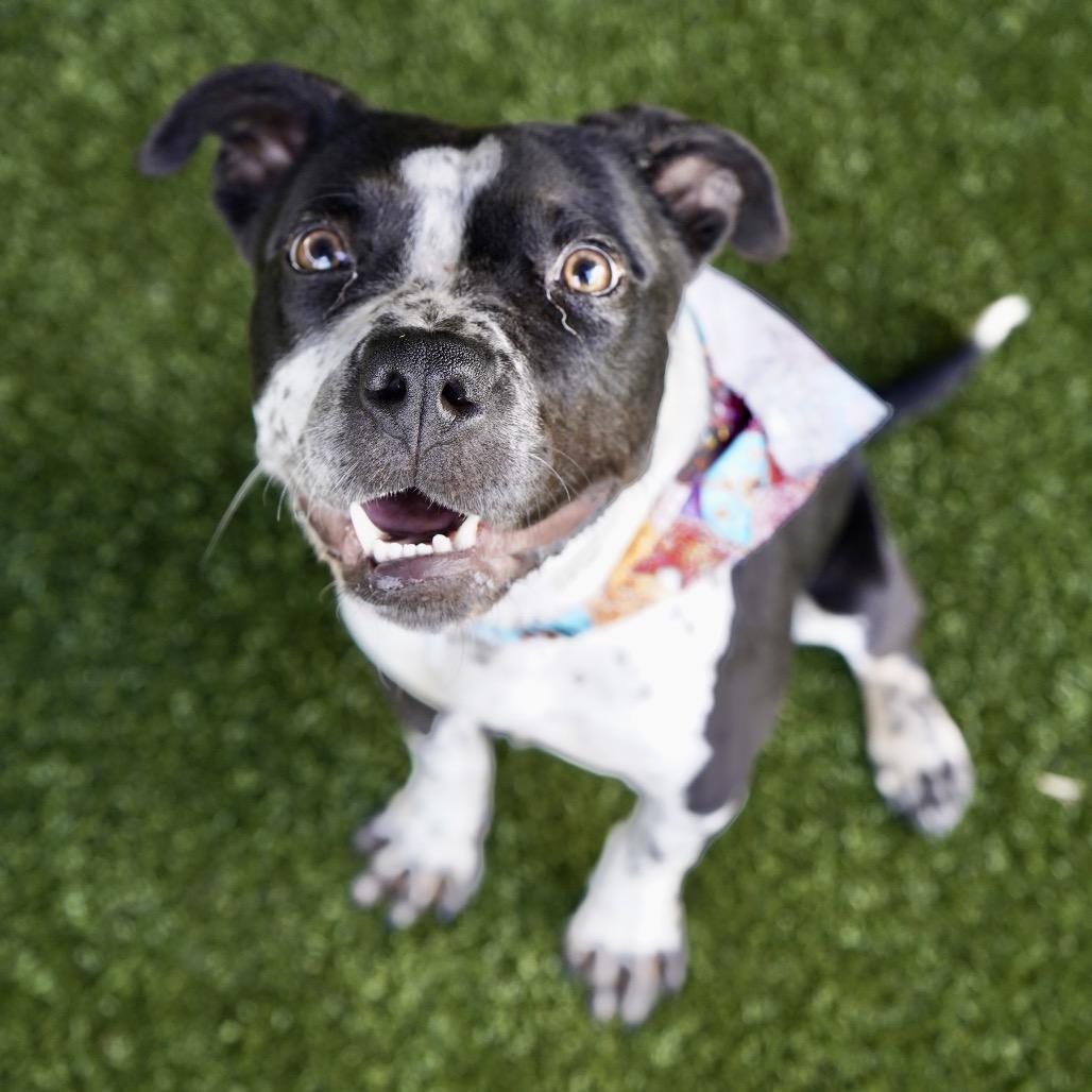 Papaya — thumbnail 4