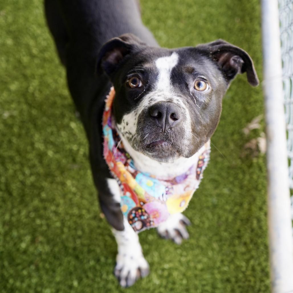 Papaya — thumbnail 5