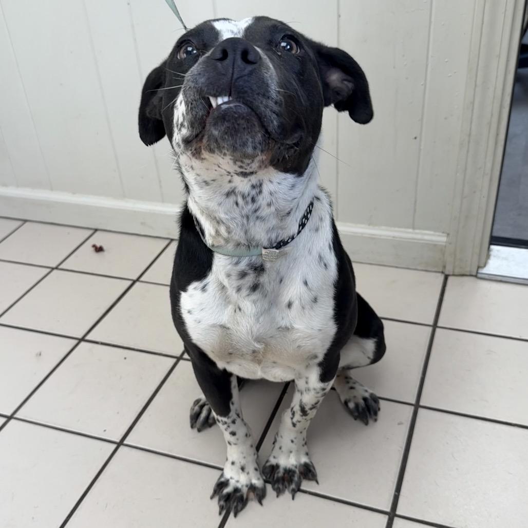 Papaya — thumbnail 6