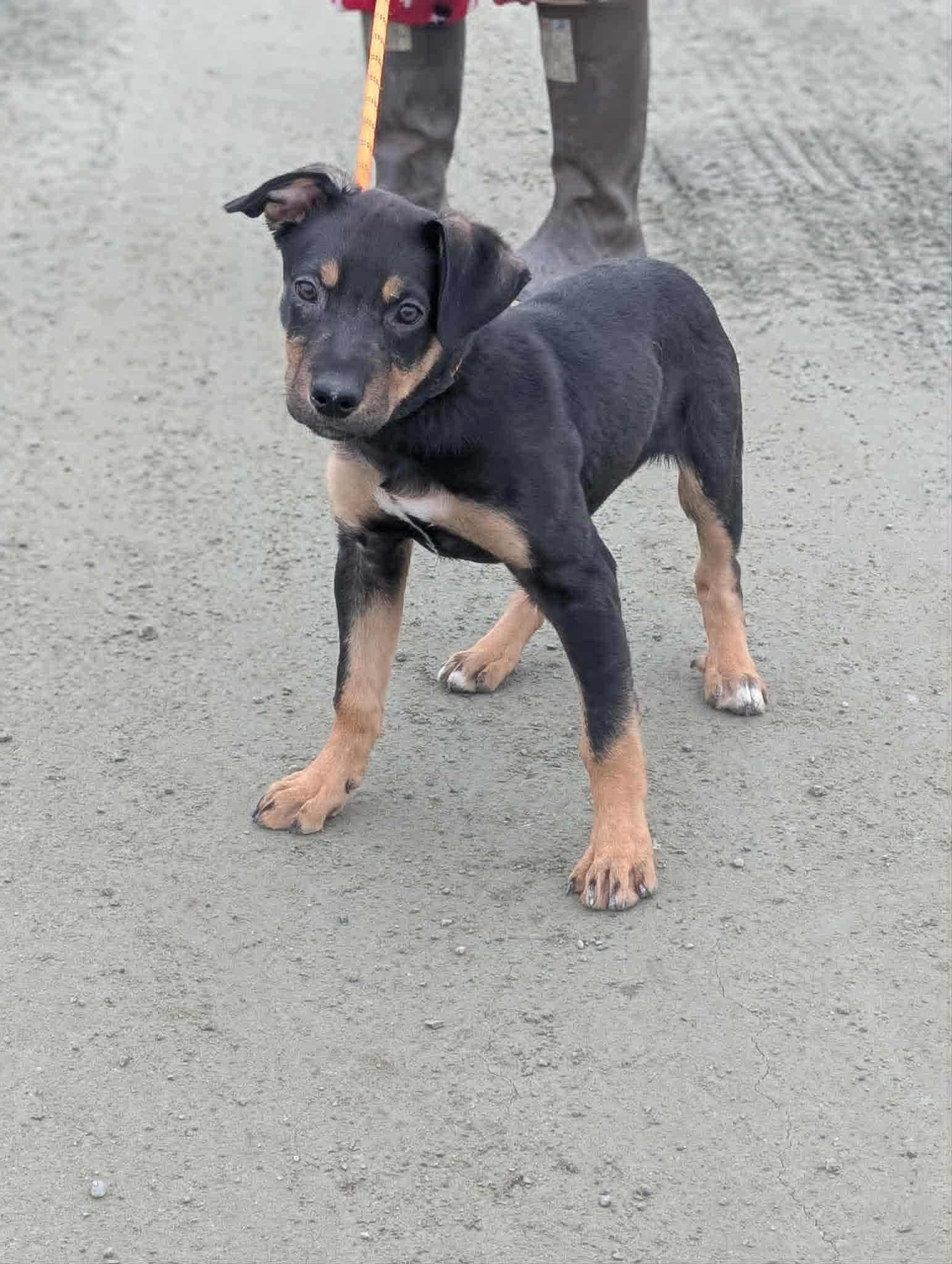 Enlarge Scud, an adopted Rottweiler in Bethel, AK image 1/1