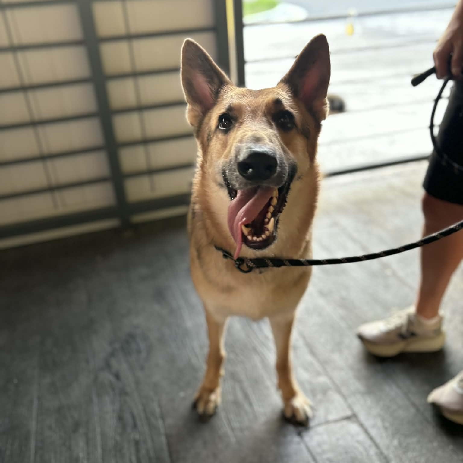 Rio, adopted, Adult Male German Shepherd Dog.