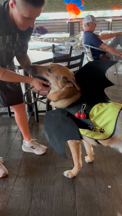 Enlarge Rio, an adopted German Shepherd Dog in Woodstock, ON video 2/4