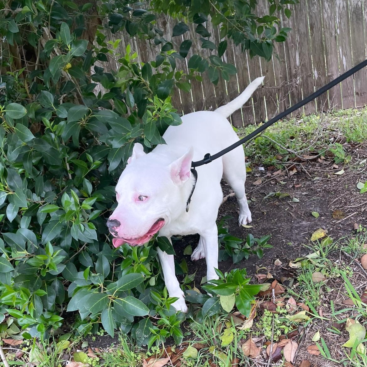 Jack, Adoptable, Adult Male American Staffordshire Terrier.