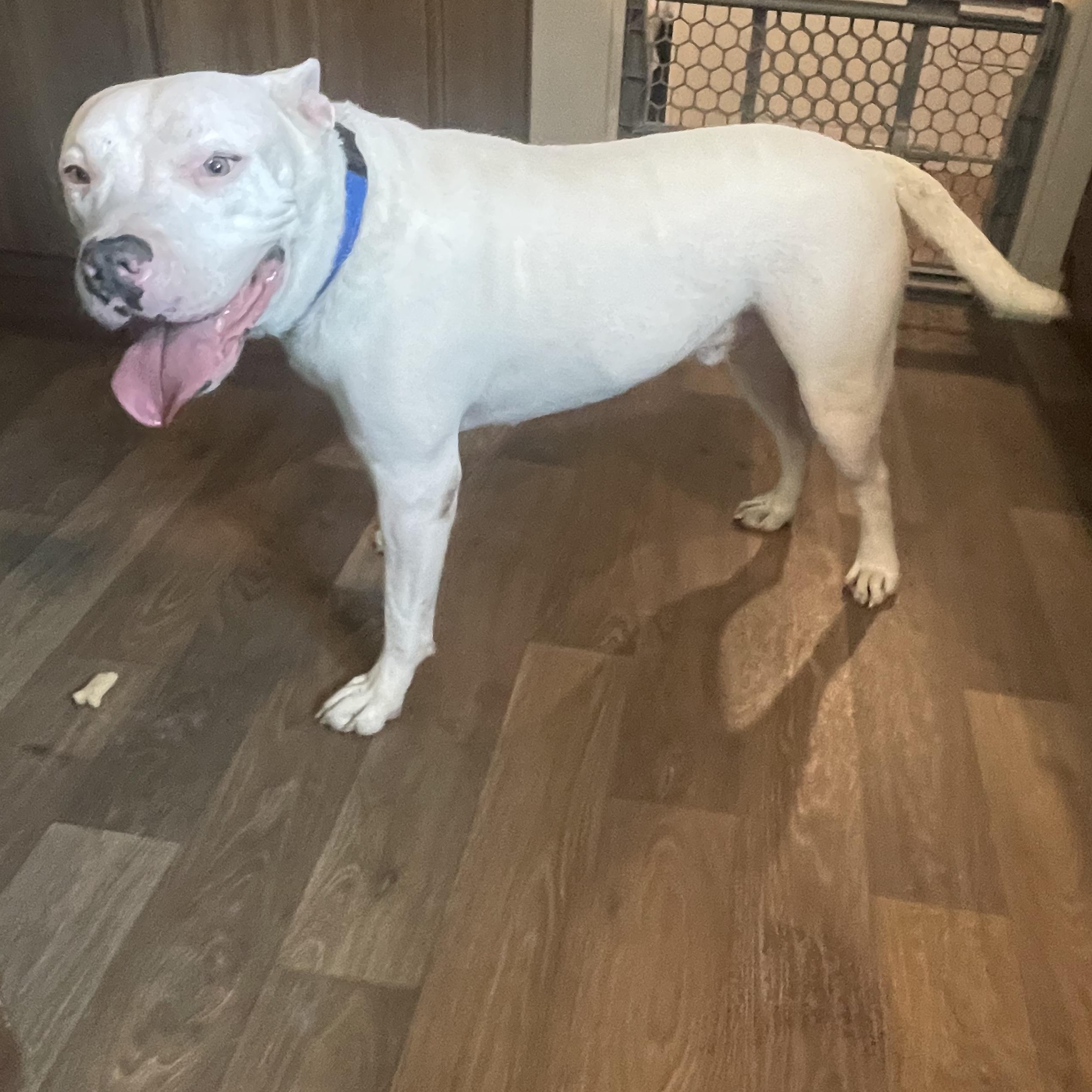 Enlarge Jack, a Adoptable mixed breed in Inez, TX image 2/5