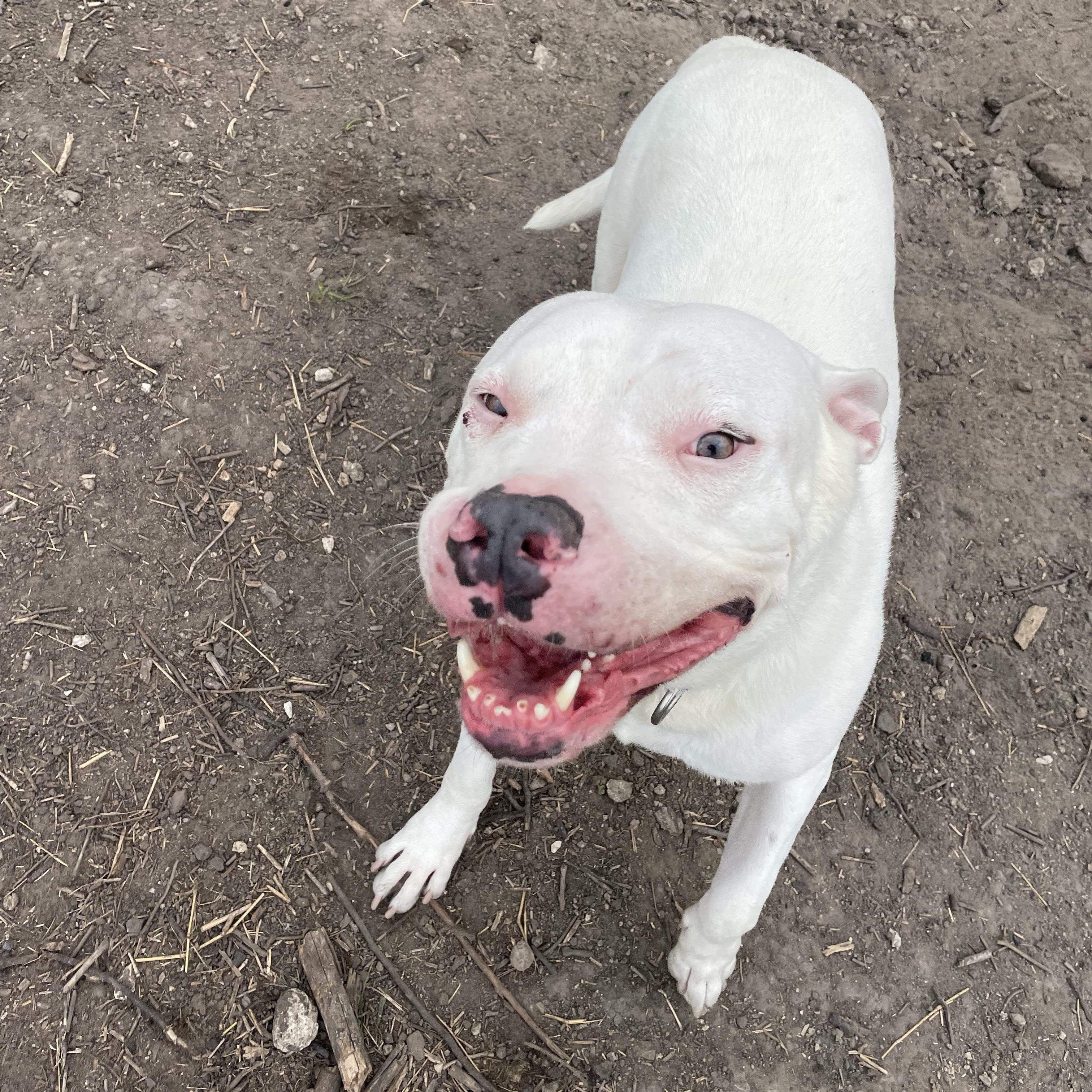 Enlarge Jack, a Adoptable mixed breed in Inez, TX image 3/5