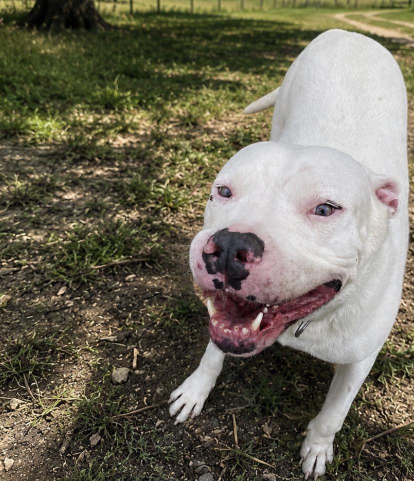 Enlarge Jack, a Adoptable mixed breed in Inez, TX image 6/6
