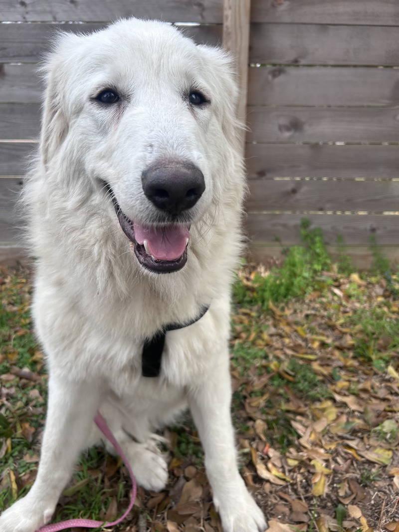 Rose — thumbnail 4