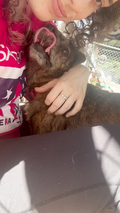 Enlarge Pumbaa, a ADOPTABLE mixed breed in Brooklyn, NY video 3/4