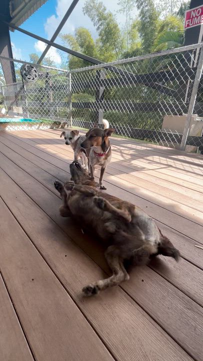 Enlarge Pumbaa, a ADOPTABLE mixed breed in Brooklyn, NY video 4/4