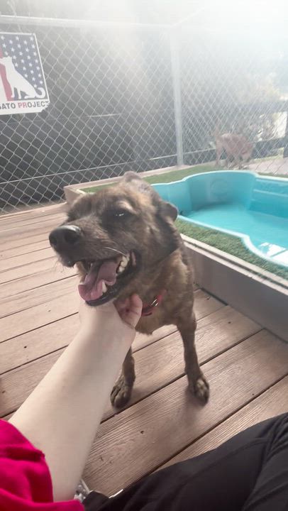 Enlarge Pumbaa, a ADOPTABLE mixed breed in Brooklyn, NY video 2/4