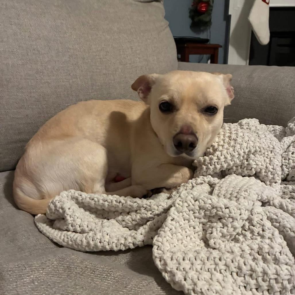 Snickerdoodle, Adoptable, Adult Male Mixed Breed.