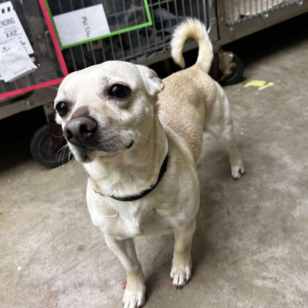 Snickerdoodle, Adoptable, Adult Male Mixed Breed.