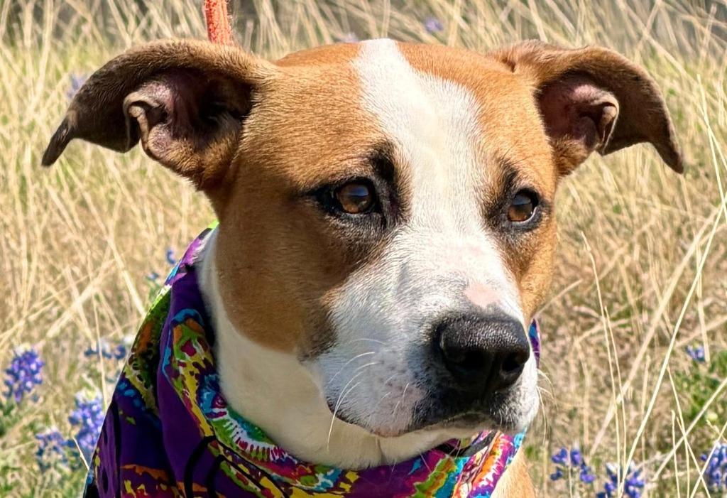 Sammy**, Adoptable, Young Female American Bulldog & Mixed Breed.