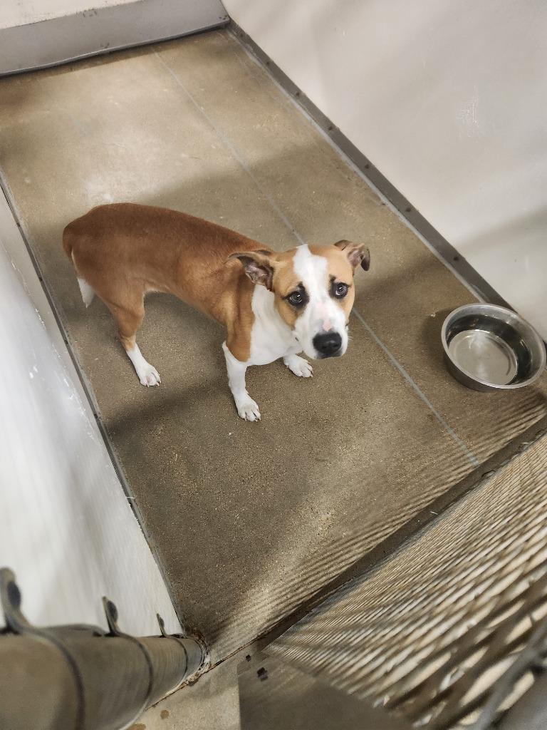 Sammy**, Adoptable, Young Female American Bulldog & Mixed Breed.