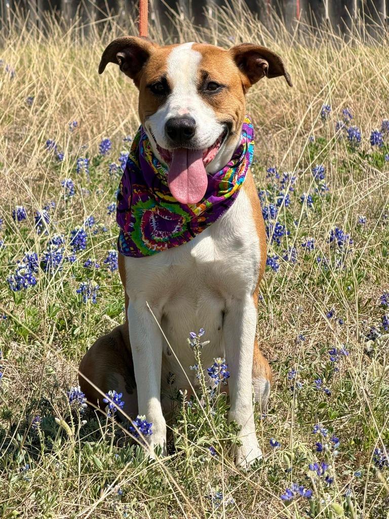 Enlarge Sammy**, a Adoptable mixed breed in Belton, TX image 2/2