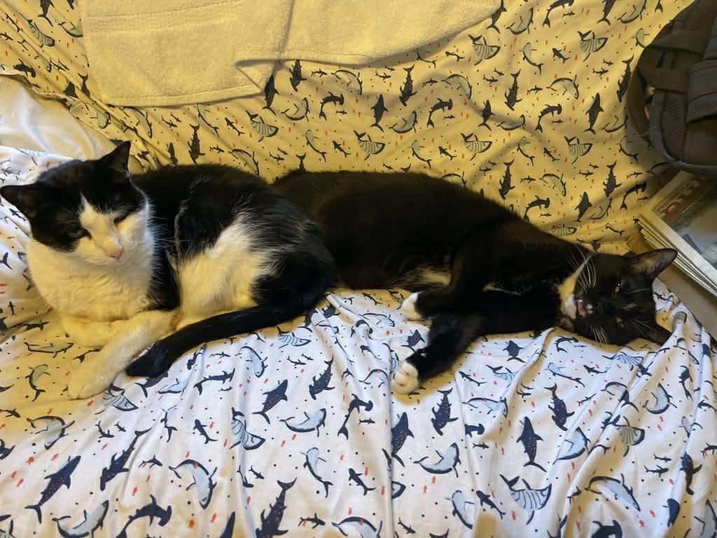 Enlarge Hades & Pandora, a ADOPTABLE Domestic Short Hair in Milwaukee, WI image 5/6