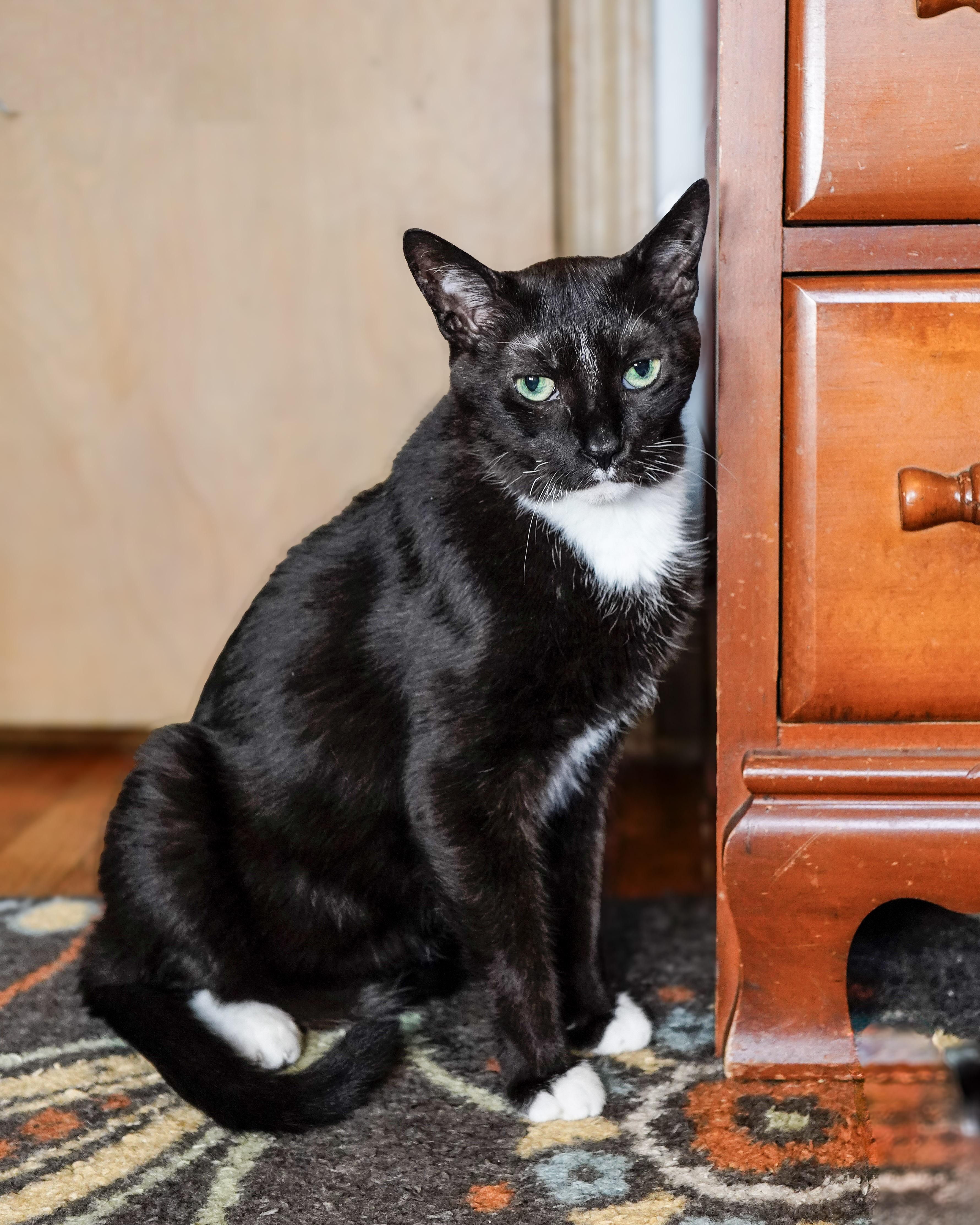 Enlarge Hades & Pandora, a ADOPTABLE Domestic Short Hair in Milwaukee, WI image 5/6