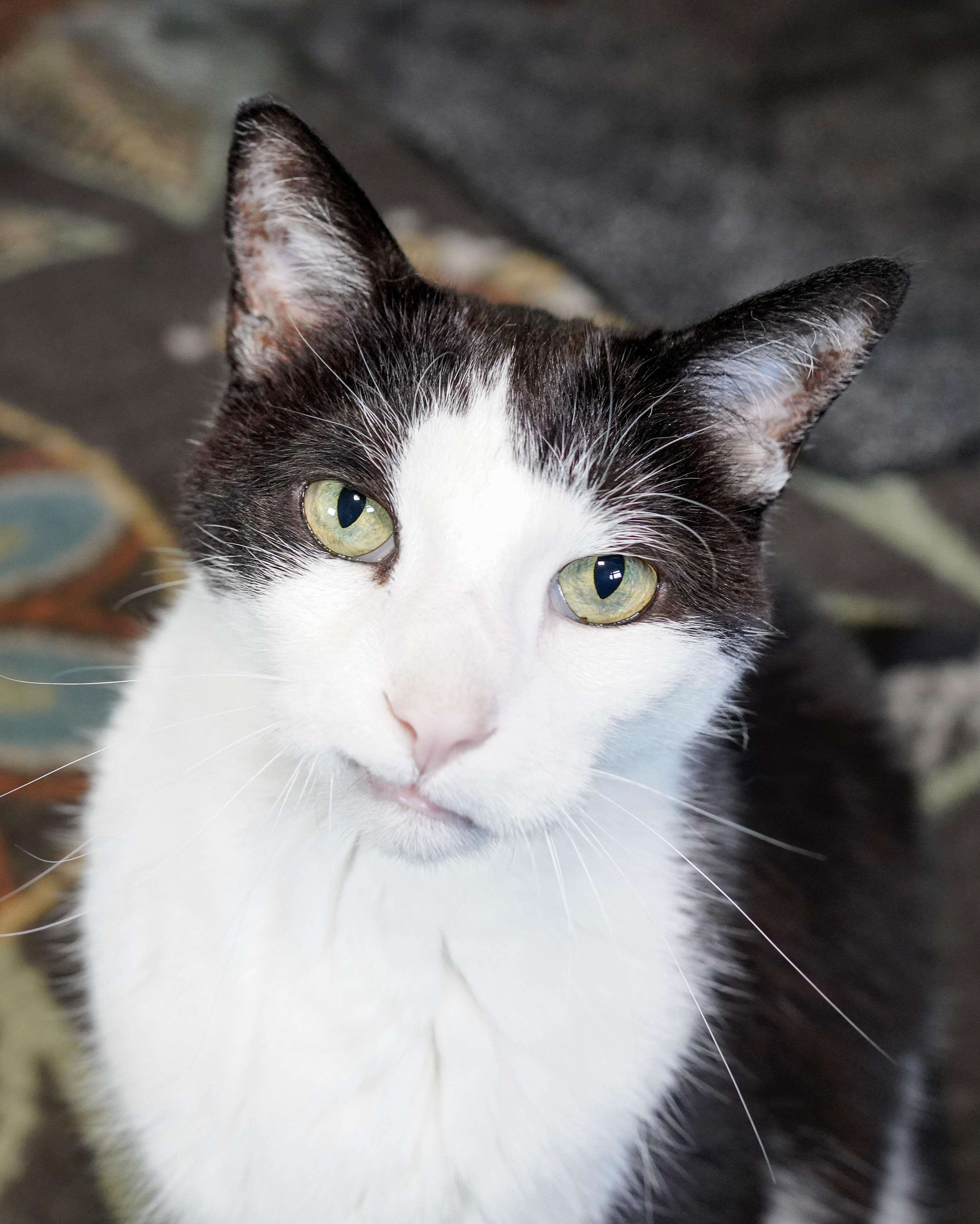 Enlarge Hades & Pandora, a ADOPTABLE Domestic Short Hair in Milwaukee, WI image 2/6