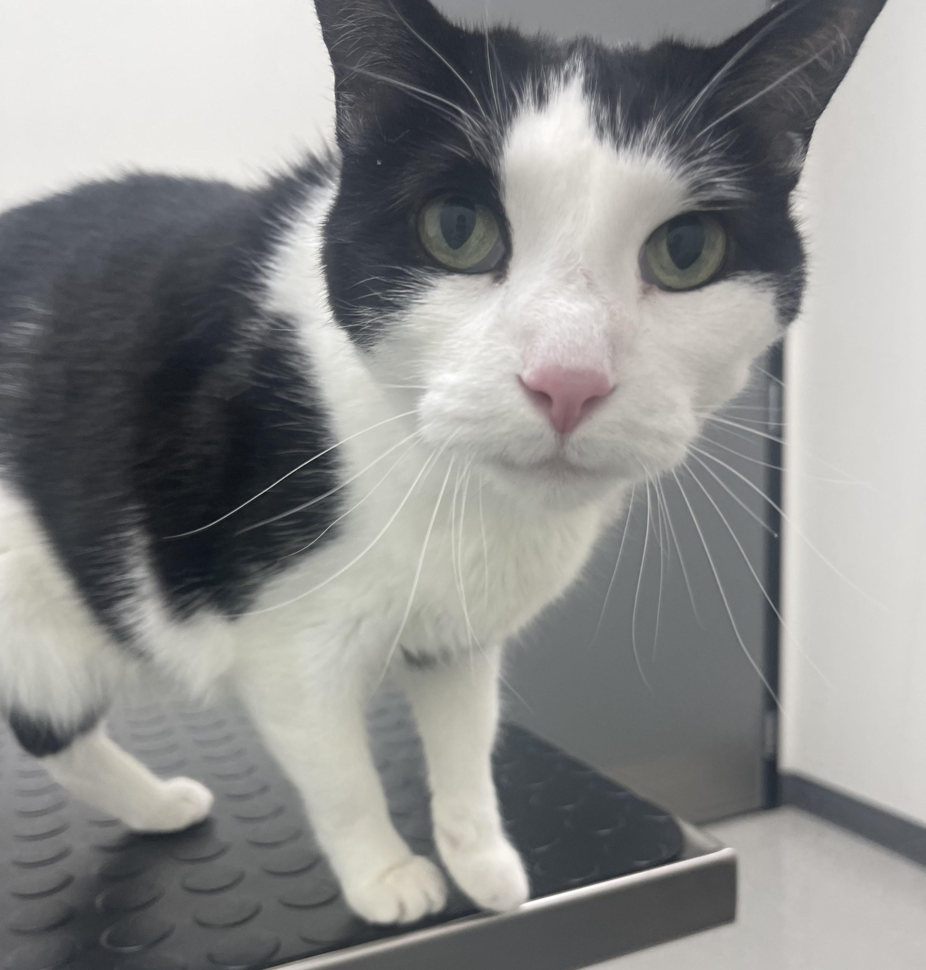 Hades & Pandora, a ADOPTABLE Domestic Short Hair in Milwaukee, WI image 3/5