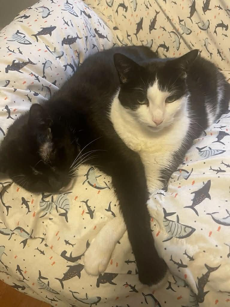 Enlarge Hades & Pandora, a ADOPTABLE Domestic Short Hair in Milwaukee, WI image 6/6