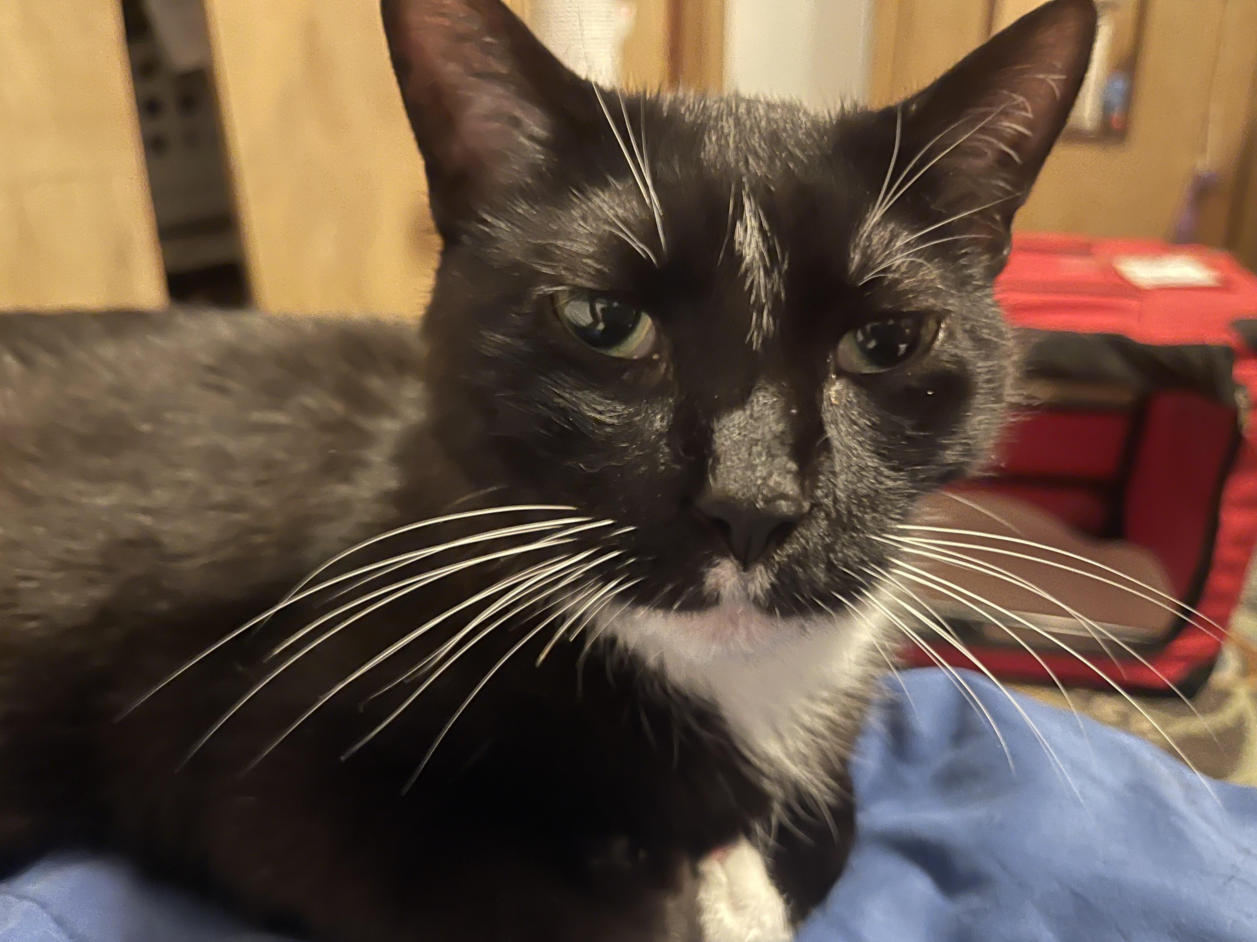 Hades & Pandora, a ADOPTABLE Domestic Short Hair in Milwaukee, WI image 4/5