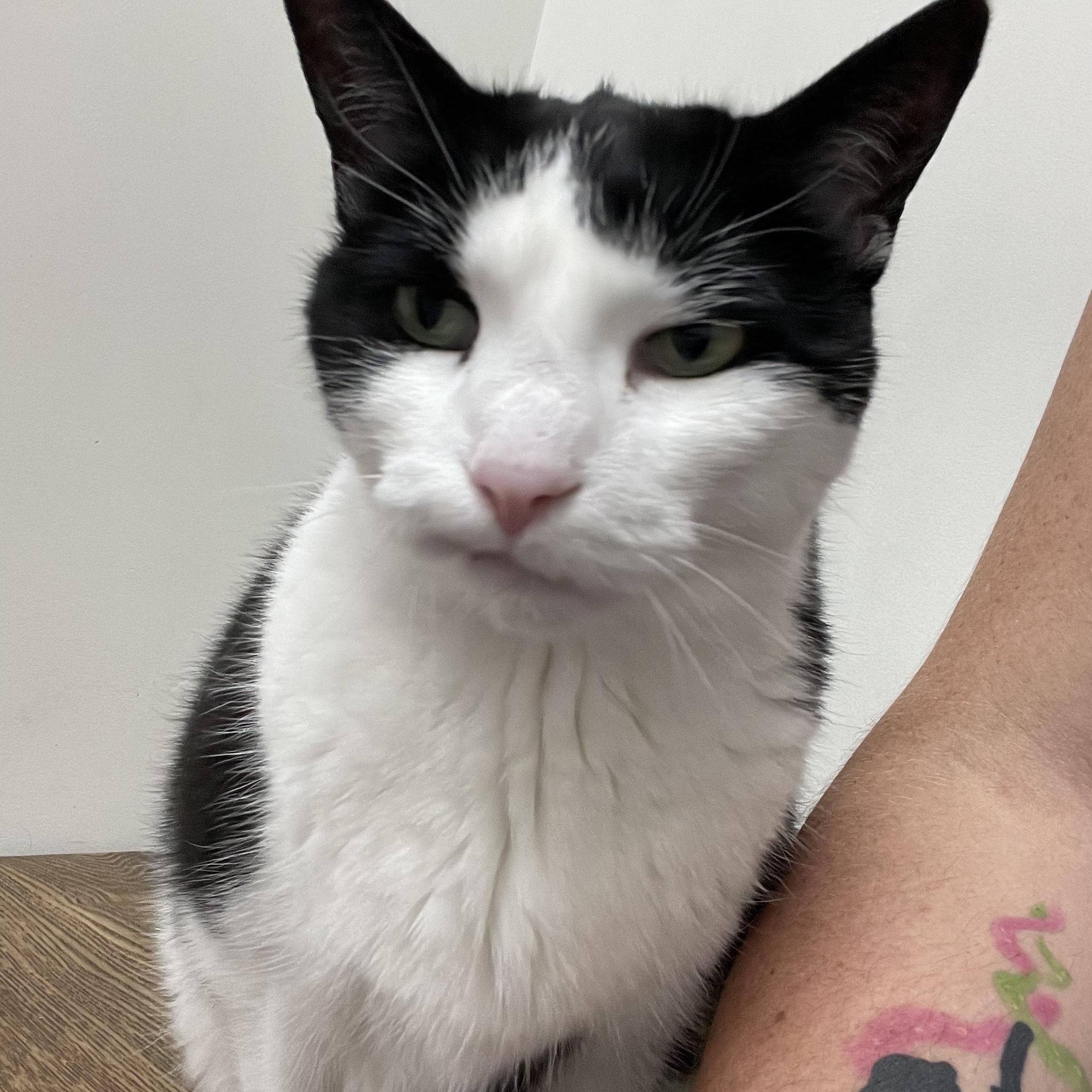 Hades & Pandora, a ADOPTABLE Domestic Short Hair in Milwaukee, WI image 5/5