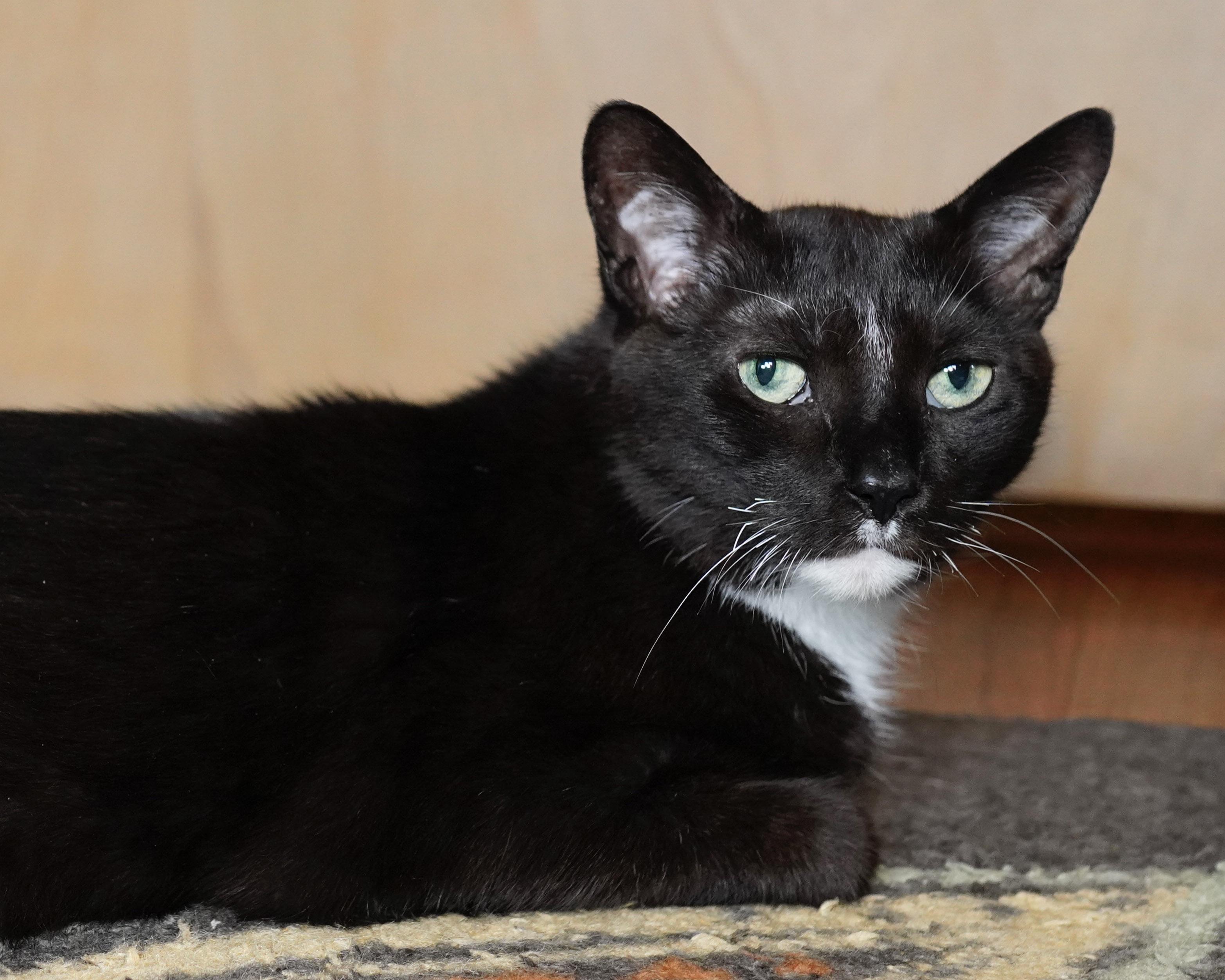 Enlarge Hades & Pandora, a ADOPTABLE Domestic Short Hair in Milwaukee, WI image 6/6
