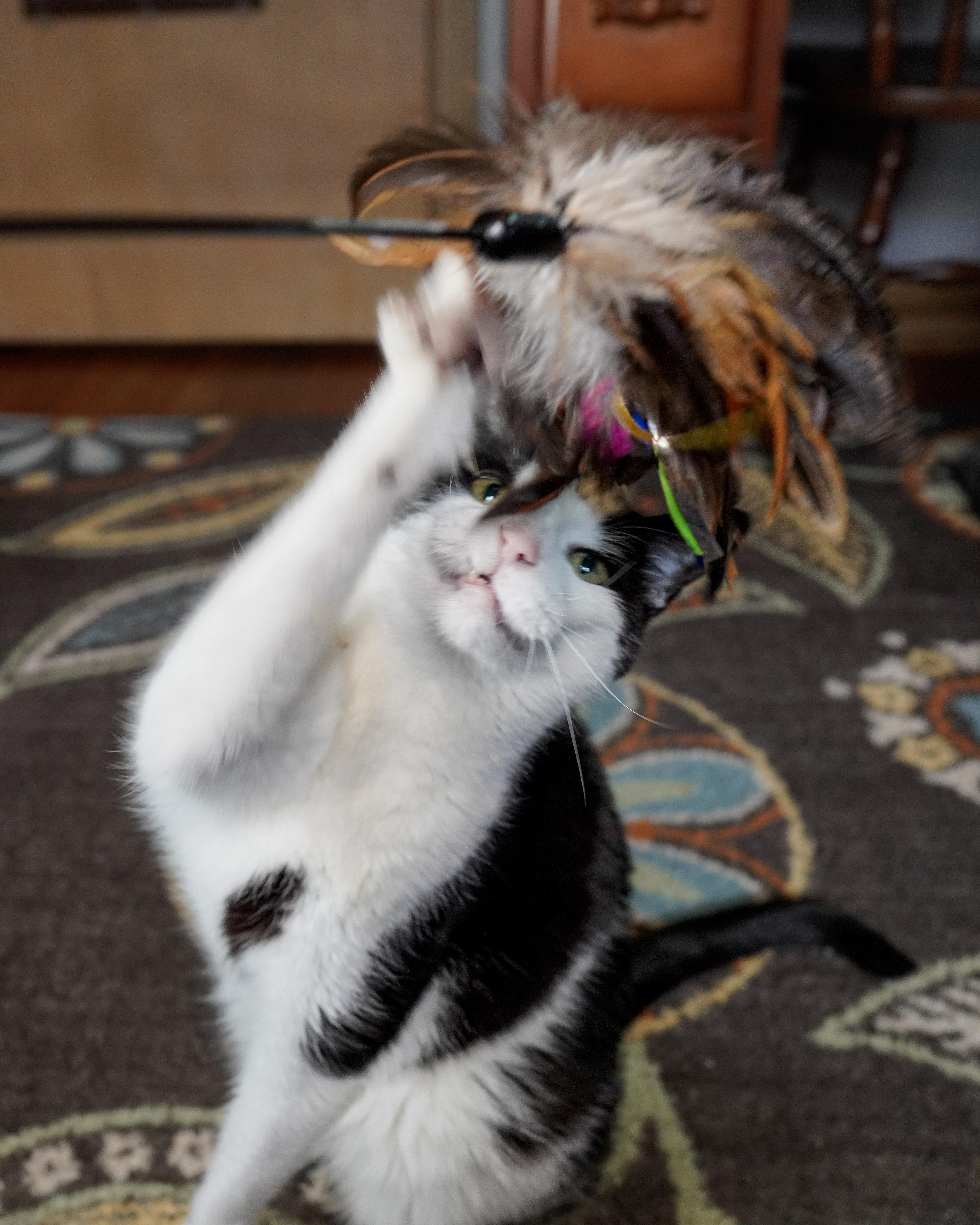 Enlarge Hades & Pandora, a ADOPTABLE Domestic Short Hair in Milwaukee, WI image 3/6