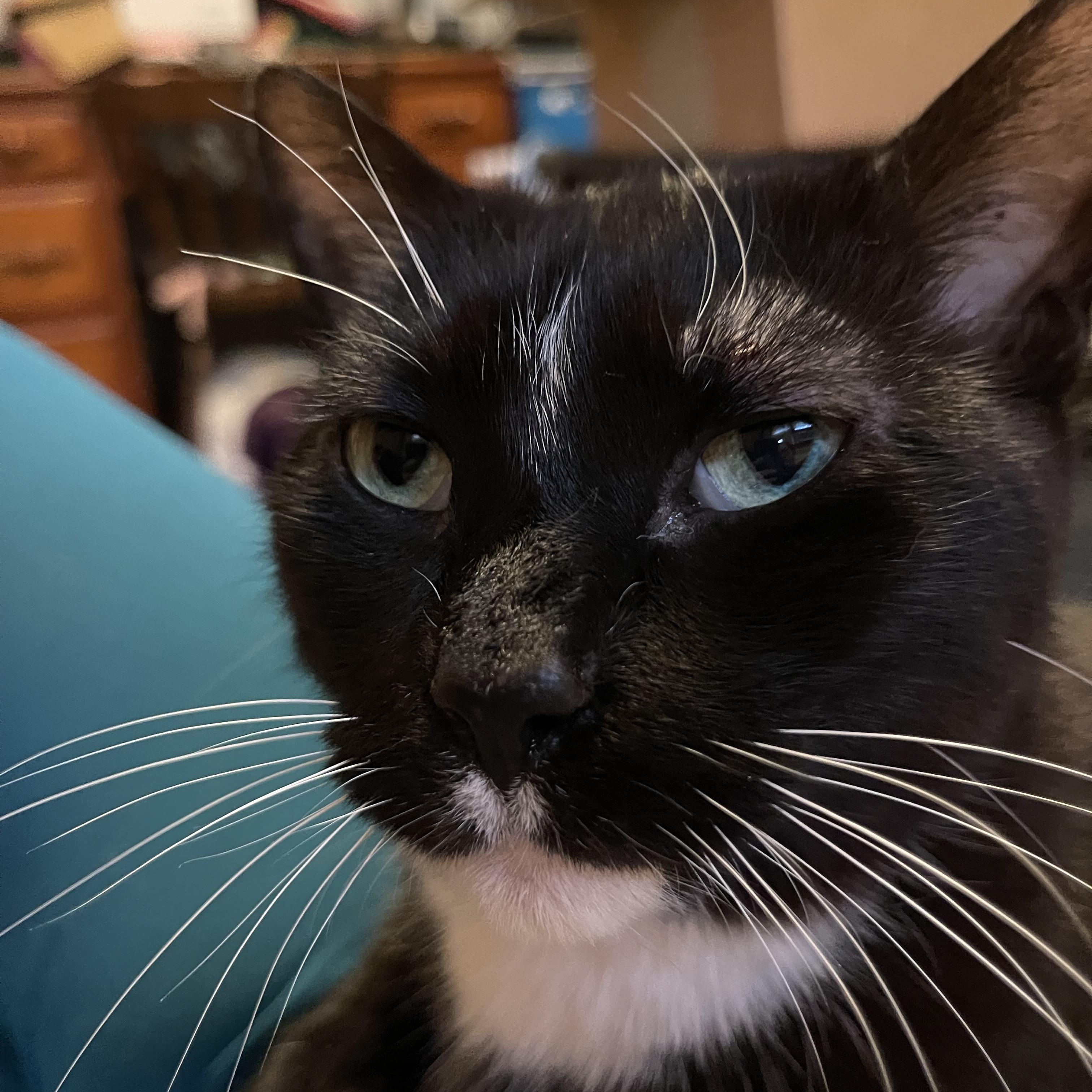 Hades & Pandora, a ADOPTABLE Domestic Short Hair in Milwaukee, WI image 2/5