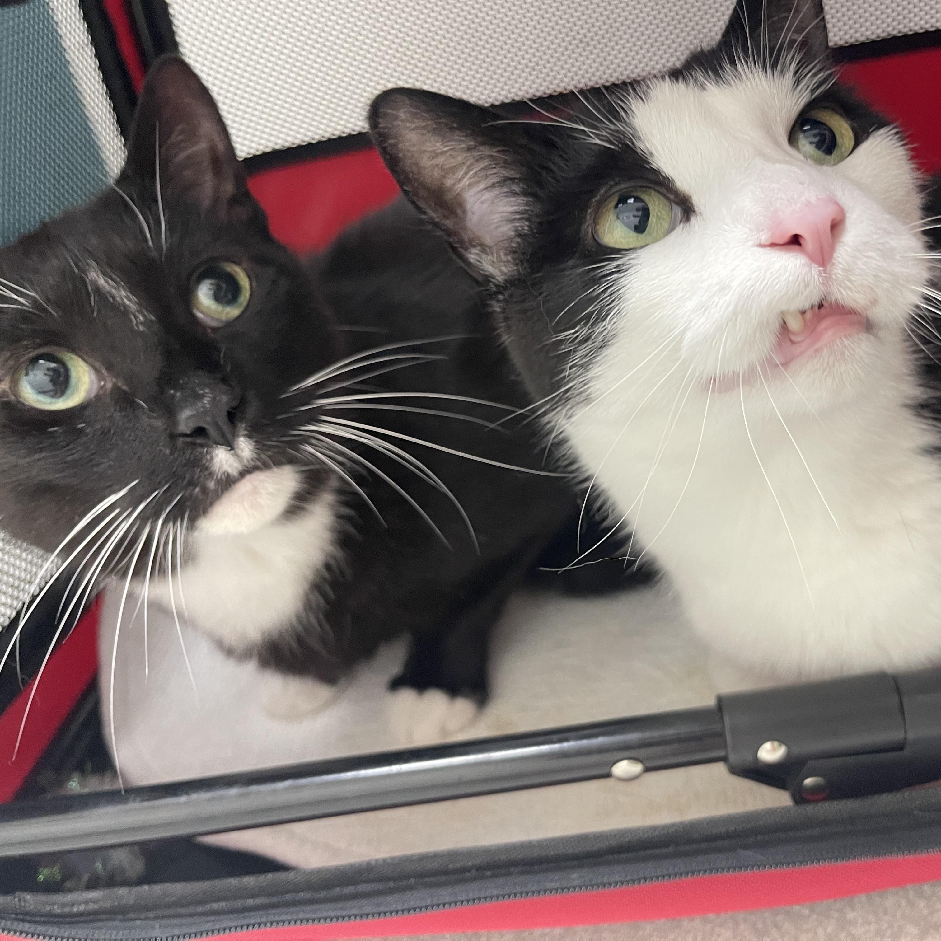 Hades & Pandora, a ADOPTABLE Domestic Short Hair in Milwaukee, WI image 1/5