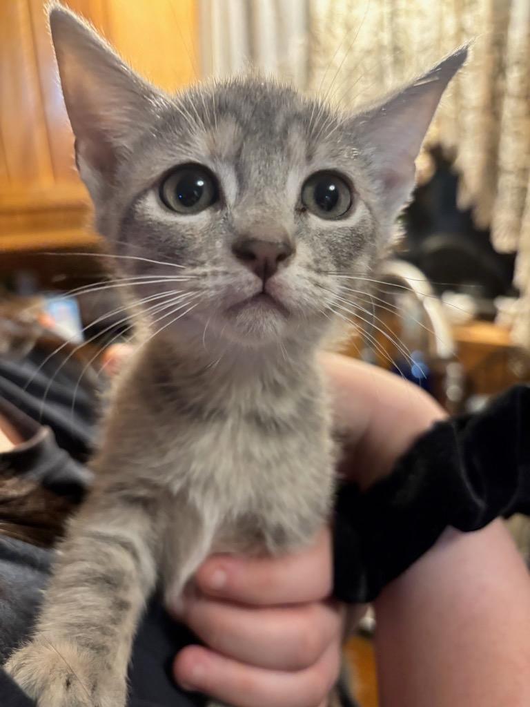 Boba, Adoptable, Kitten Female Domestic Short Hair.