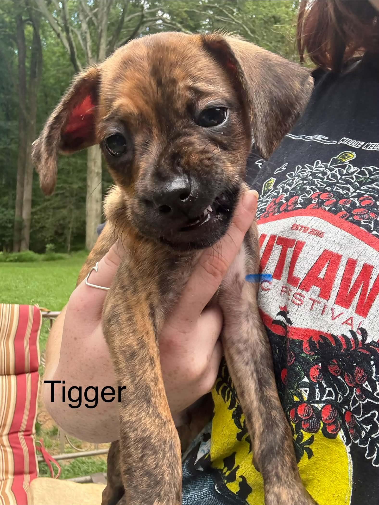 Enlarge Tigger, a ADOPTABLE mixed breed in Mount Bethel, PA image 1/6