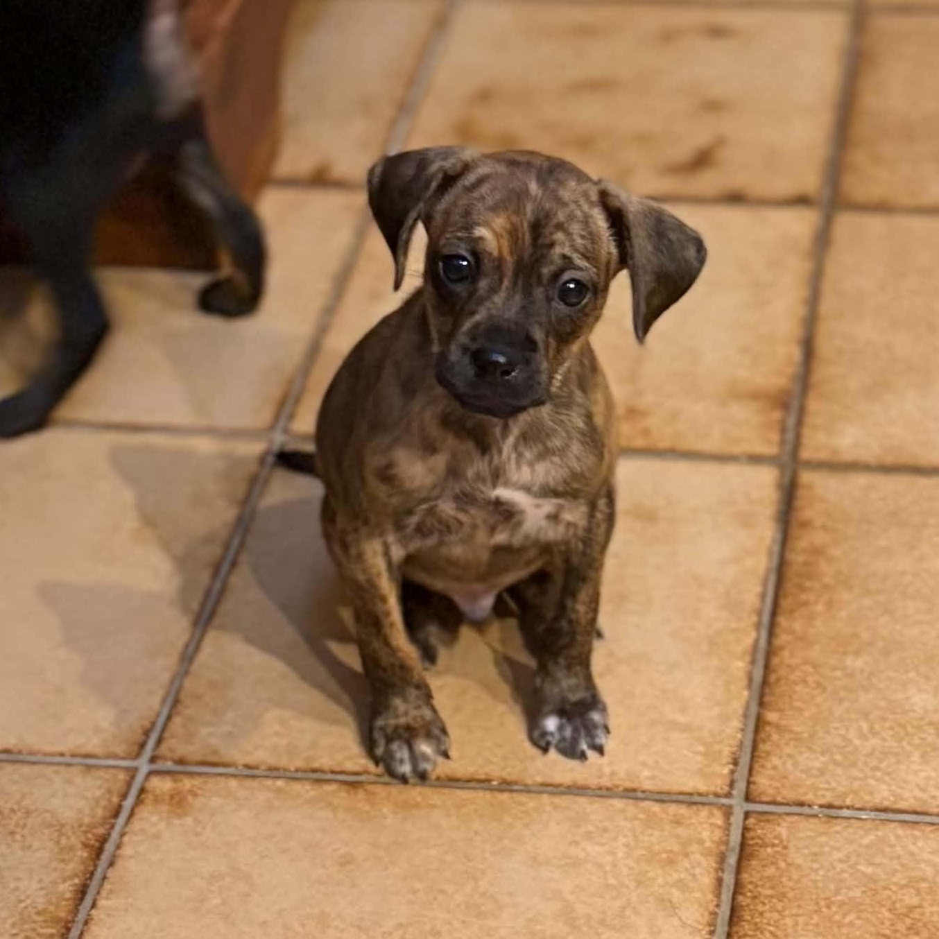 Enlarge Tigger, a ADOPTABLE mixed breed in Mount Bethel, PA image 5/6