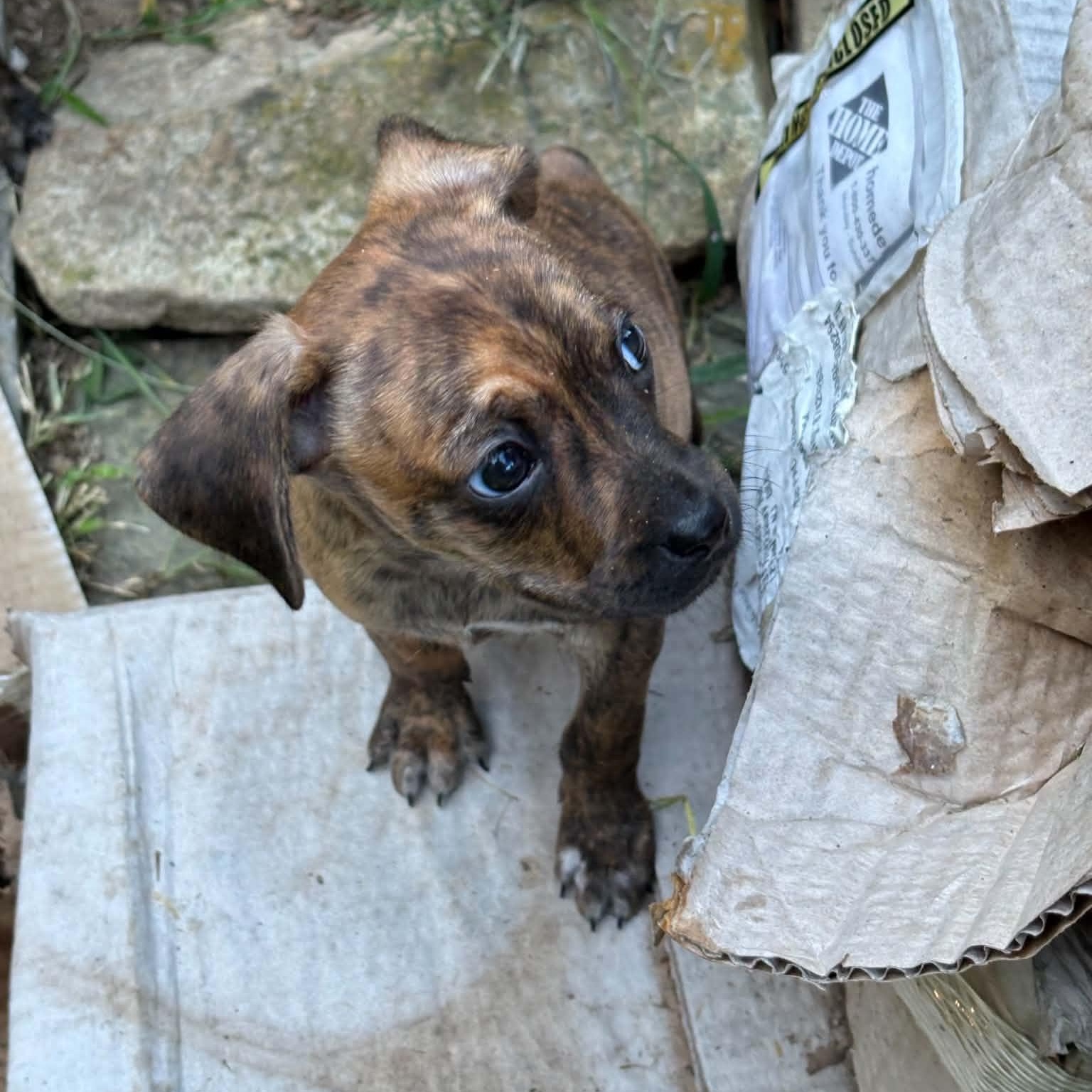 Enlarge Tigger, a ADOPTABLE mixed breed in Mount Bethel, PA image 3/6