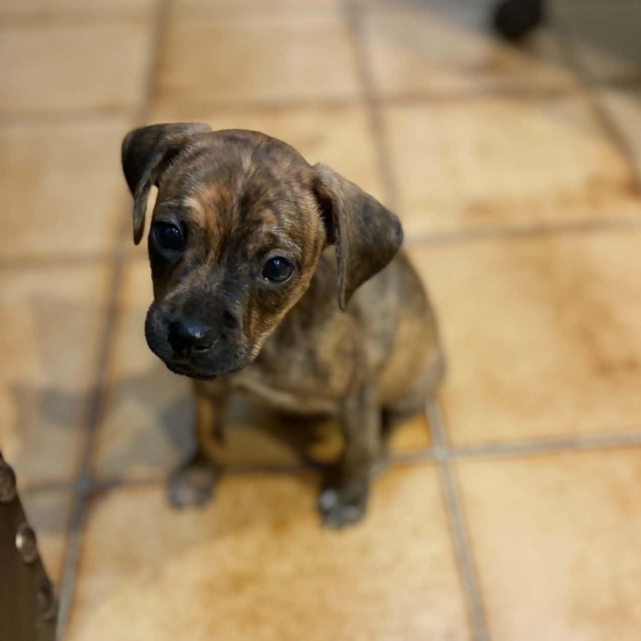 Enlarge Tigger, a ADOPTABLE mixed breed in Mount Bethel, PA image 2/6