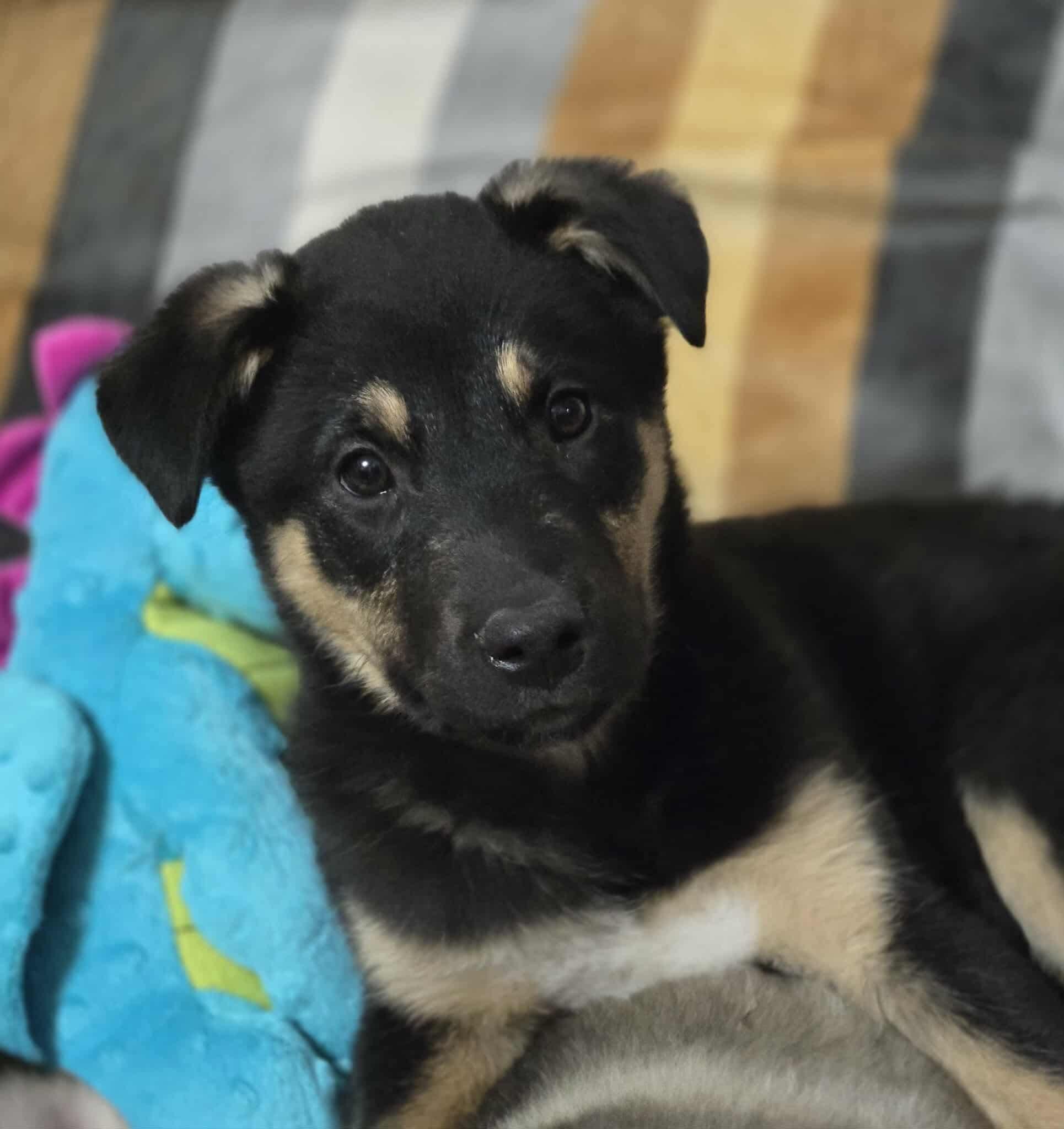 Sheba, a Adoptable mixed breed in Winnipeg, MB image 1/5