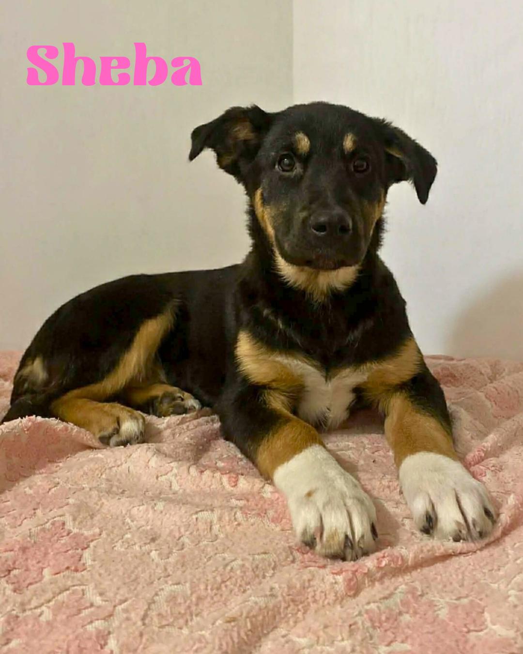 Enlarge Sheba, an adoptable mixed breed in Winnipeg, MB image 1/6