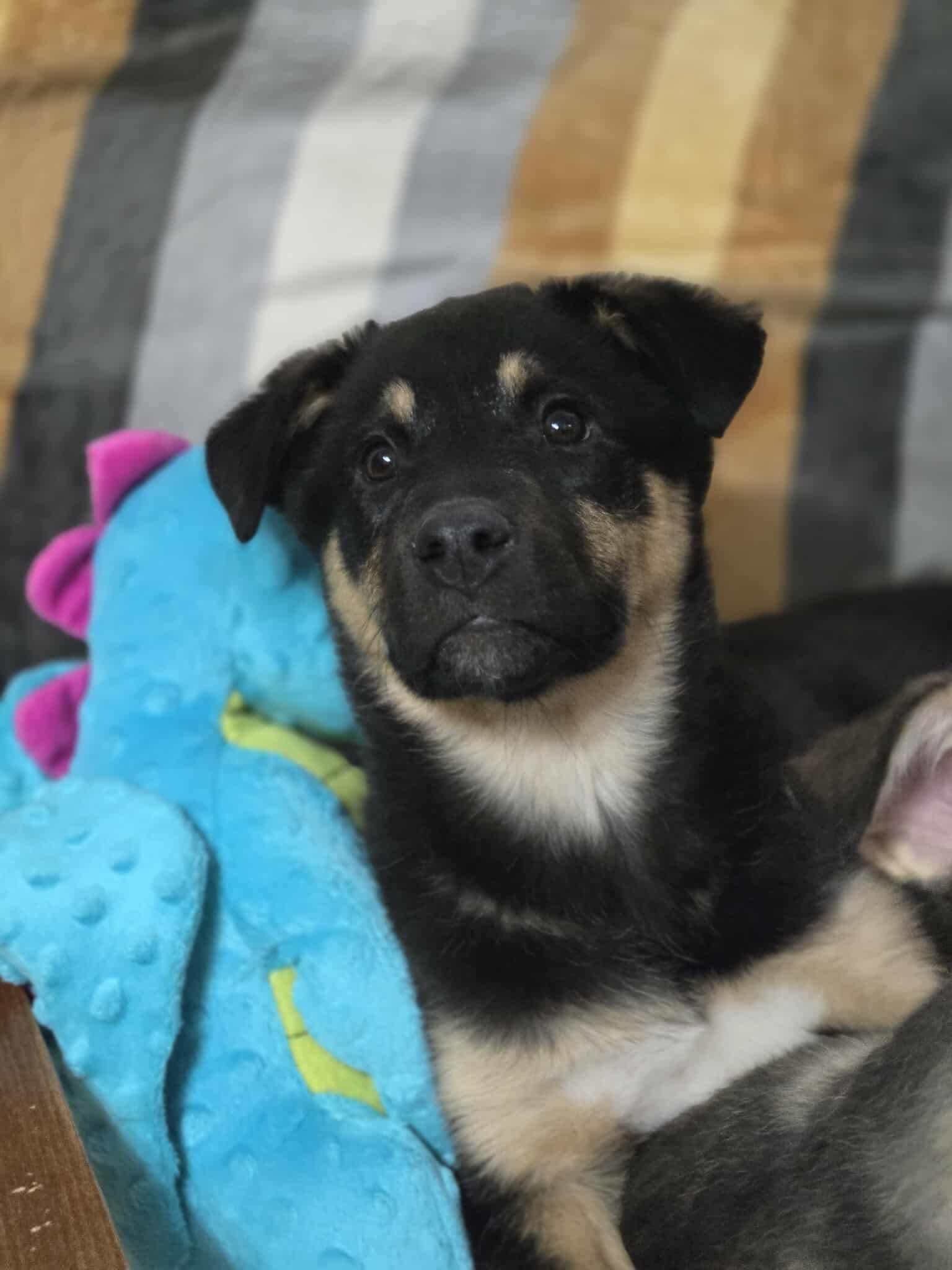 Sheba, a Adoptable mixed breed in Winnipeg, MB image 2/5