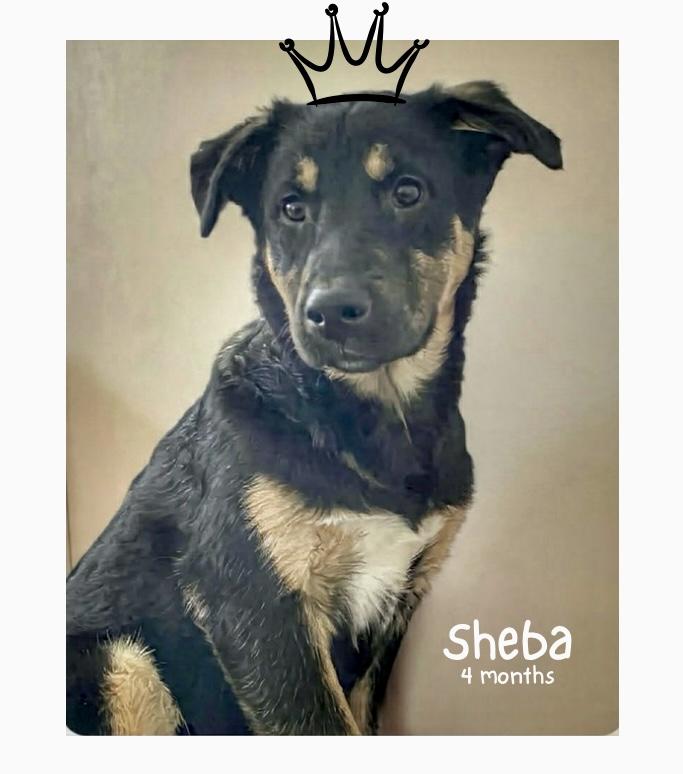 Sheba, adoptable, Puppy Female Shepherd.