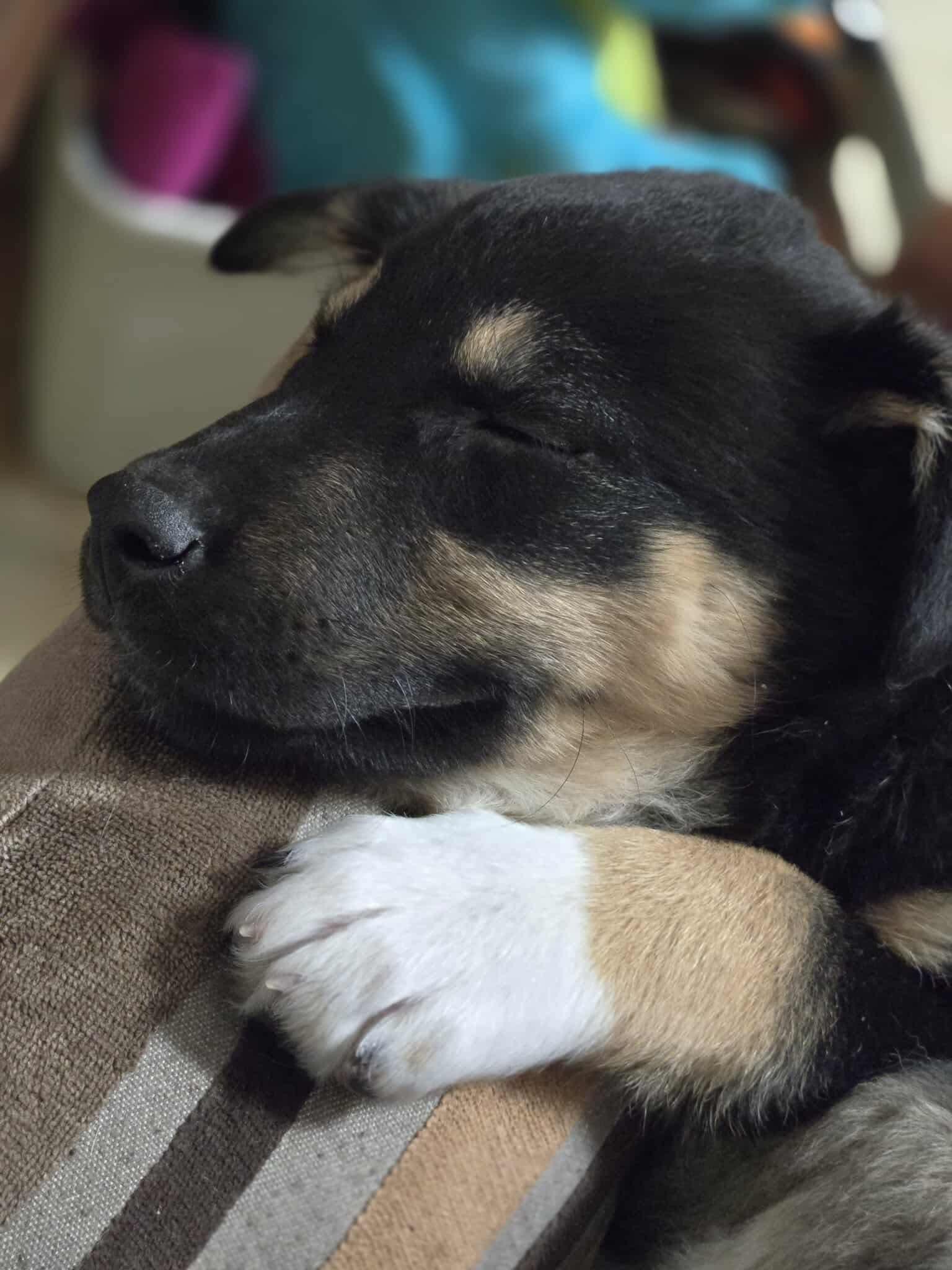 Sheba, a Adoptable mixed breed in Winnipeg, MB image 3/5