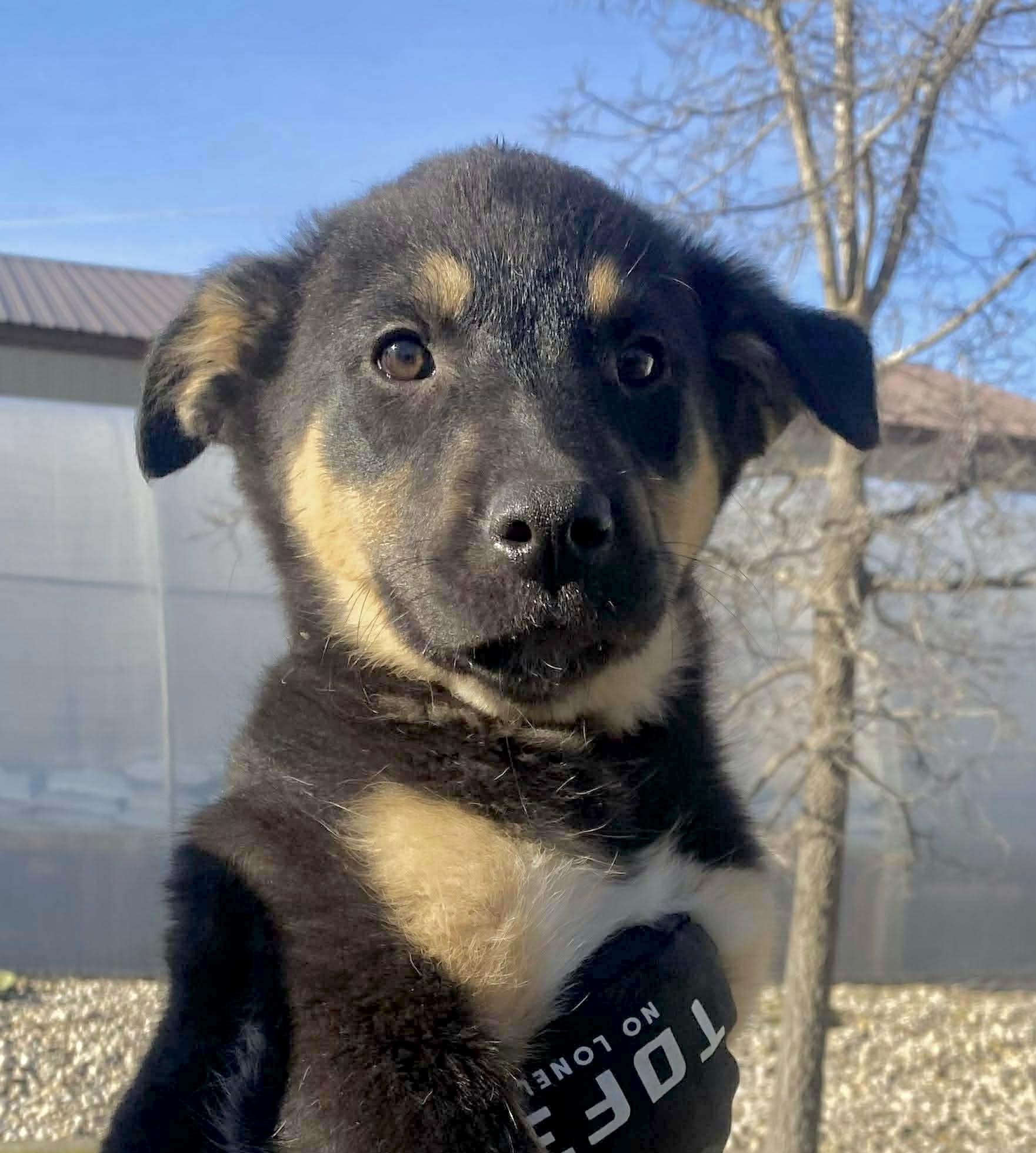 Sheba, a Adoptable mixed breed in Winnipeg, MB image 4/5