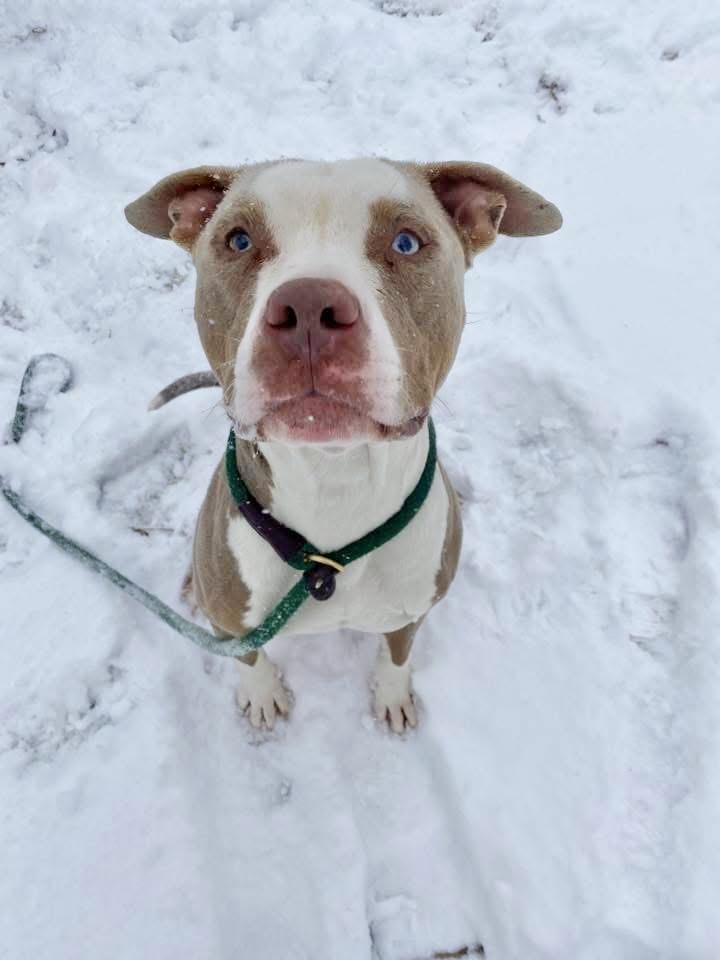 Enlarge Bastian, an adopted Pit Bull Terrier in Chicago, IL image 1/5